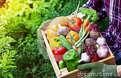 Farmer holds in hands wooden box with autumn crop of organic vegetables against backyard background Stock Photo