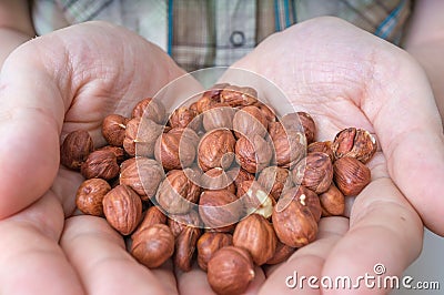 Farmer holds hazelnuts in hands Stock Photo