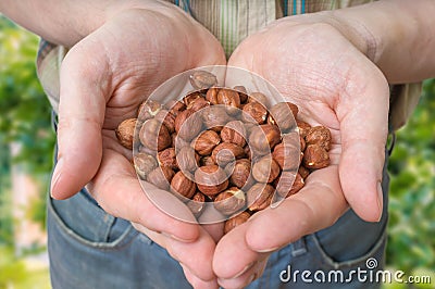 Farmer holds hazelnuts in hands Stock Photo