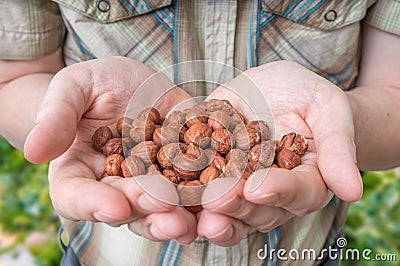 Farmer holds hazelnuts in hands Stock Photo