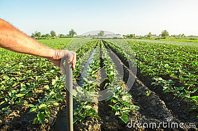 Farmer holds his hand on a shovel on background of eggplant plantation field. Examination of the result of hard physical labor Stock Photo