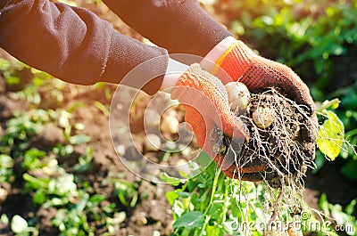 farmer holds in his hands a bush of young yellow potatoes, harvesting, fresh vegetables, agro-culture, farming, close-up Stock Photo