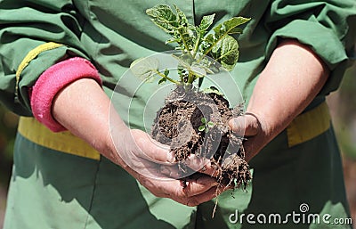 The farmer holds in his hands the sprouts of potatoes in the ground. Stock Photo