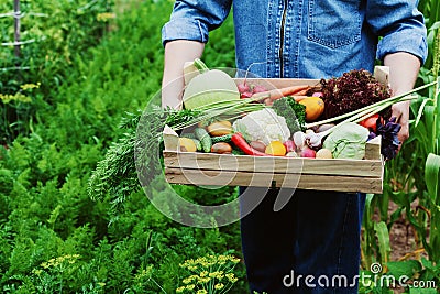 The farmer holds in his hands a wooden box with a crop of vegetables and harvest of organic root on the background of the garden. Stock Photo