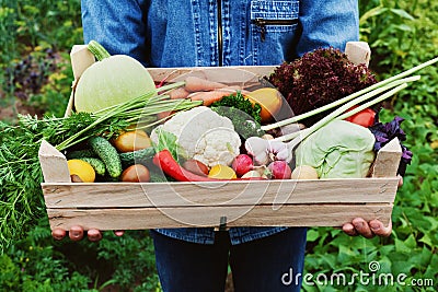 The farmer holds in his hands a wooden box with a crop of vegetables and harvest of organic root on the background of the garden. Stock Photo