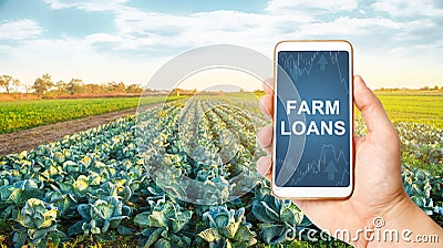 Farmer holds a phone with Farm loans on background of a cabbage plantation. Subsidies financial support to farmers in crisis Stock Photo