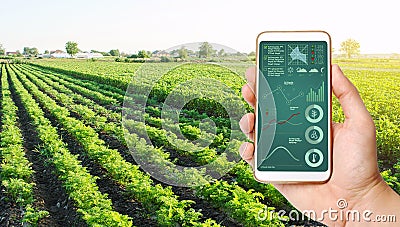 The farmer holds a phone and receives information parameters and data from agricultural field. Advanced technologies Stock Photo