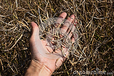 The farmer inspects the ripe rape pods. Raw materials for oil and biofuels Stock Photo