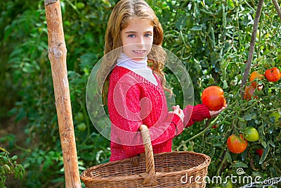 Farmer kid girl harvesting tomatoes Stock Photo