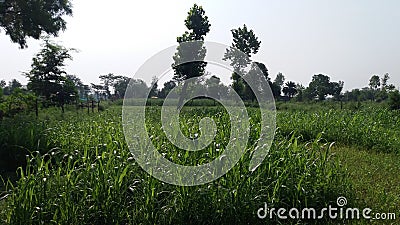 Farmer land for animal green food Stock Photo