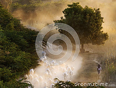 Farmer leading cowherd to her village at sunset, Bagan, Myanmar Editorial Stock Photo