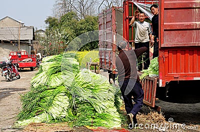 Pengzhou, China: Farmers with Green Garlic Editorial Stock Photo