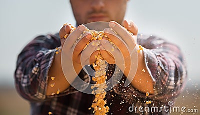 Farmer looking at corn grains in tractor trailer Stock Photo
