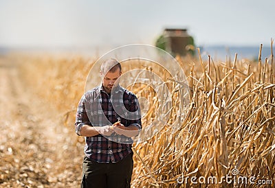 Farmer looking at corn grains in tractor trailer Stock Photo