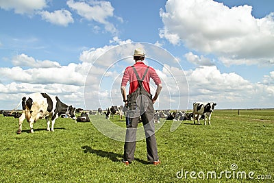 Farmer looking at his cows Stock Photo