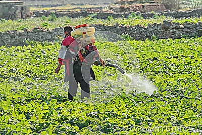 Farmer with manual electric fogger machine spraying pesticides and herbicides Stock Photo