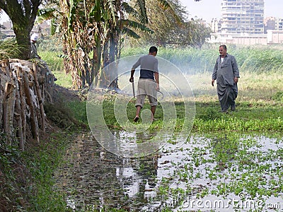 Farmer men in traditional wear harvest seeds, country life Editorial Stock Photo