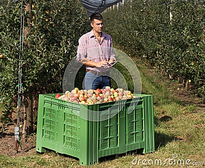 Farmer in modern apple orchard Stock Photo