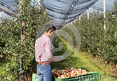 Farmer in modern apple orchard Stock Photo