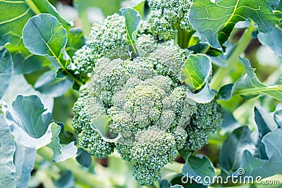 Farmer organic planting of broccoli cabbage in the garden Stock Photo