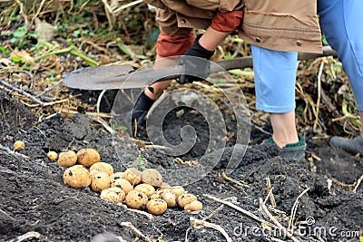 Farmer and organic potato harvest. Stock Photo