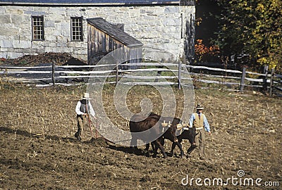 Farmer with Oxen Editorial Stock Photo