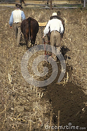 Farmer with Oxen Editorial Stock Photo