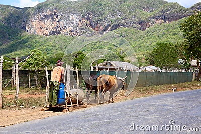 Farmer and Oxen-Drawn Sled, Vinales, Cuba Editorial Stock Photo