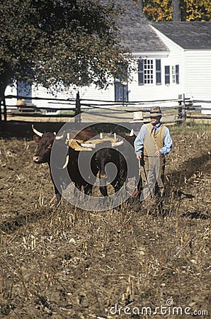 Farmer with Oxen at Old Sturbridge, Historical town in MA Editorial Stock Photo