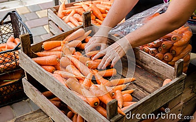 The farmer packs the fresh crop of carrots into bags for sale. Freshly harvested carrot. Harvesting organic vegetables. Stock Photo