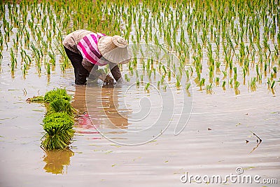 Farmer is paddling the rice from bunch in paddy fields. Asian agriculture. Stock Photo