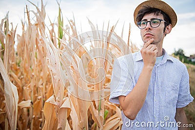 Farmer pensive at the disastrous effects of drought on corn field all burned Stock Photo