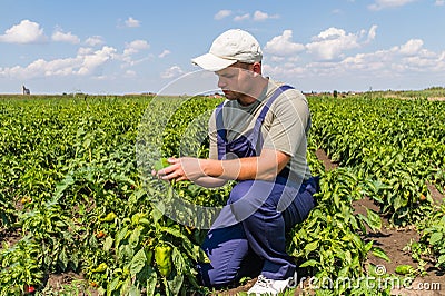 Farmer in pepper fields Stock Photo