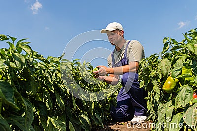 Farmer in pepper fields Stock Photo