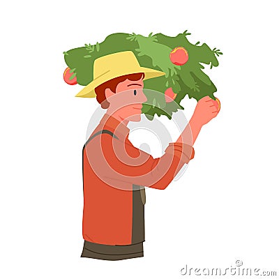 Farmer picking apples from tree branch, agricultural worker in hat working in farm garden Vector Illustration