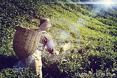 Farmer Picking Tea leaf Indigenous Culture Concept Stock Photo