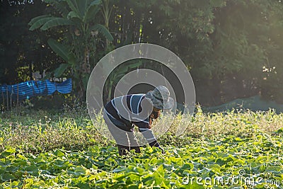 Farmer picking vegetable in the morning Editorial Stock Photo