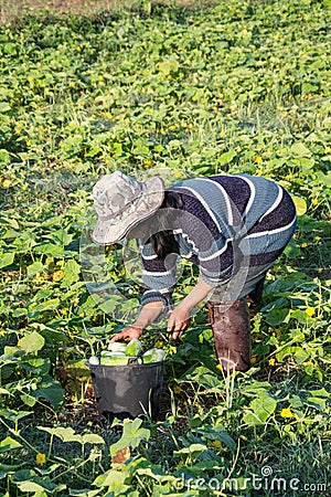 Farmer picking vegetable in the morning Editorial Stock Photo