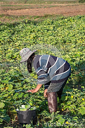 Farmer picking vegetable in the morning Editorial Stock Photo