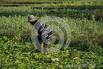 Farmer picking vegetable in the morning, green vegetable garden Editorial Stock Photo