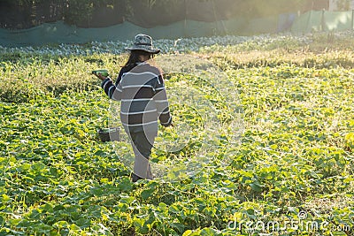 Farmer picking vegetable in the morning, green vegetable garden Editorial Stock Photo