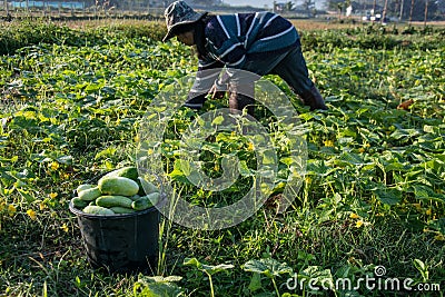 Farmer picking vegetable in the morning, green vegetable garden Editorial Stock Photo