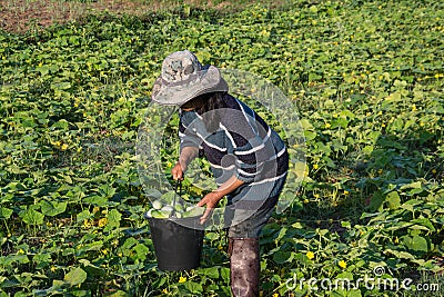 Farmer picking vegetable in the morning Editorial Stock Photo