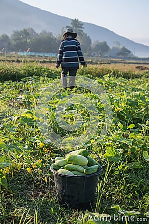 Farmer picking vegetable in the morning, Editorial Stock Photo