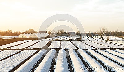 Farmer plantation fields covered with spunbond agrofibre. for Achievement of earlier and high harvest by applying new Stock Photo