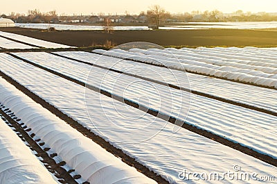 Farmer plantation fields covered with spunbond agrofibre. Protection crops from sudden temperature changes atmospheric effects. Stock Photo