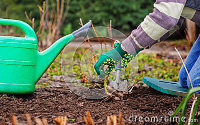 Farmer planted green shoots Stock Photo