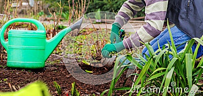 Farmer planted green shoots Stock Photo