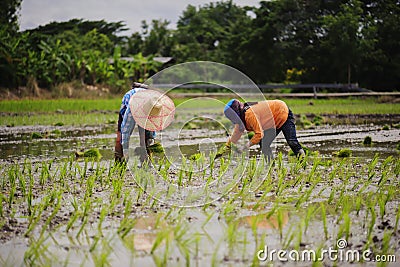 Farmer planted rice seedlings in the farm Stock Photo