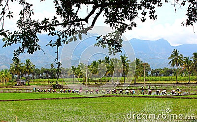 Farmer planting in the fields Editorial Stock Photo